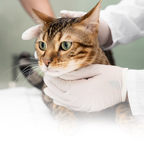 Toltrazuril Cats - Toltrazuril.com